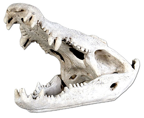 Resin Crocodile Skull Roman Stone Finish - Click Image to Close